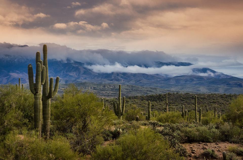 a-foggy-desert-evening-shutterbug